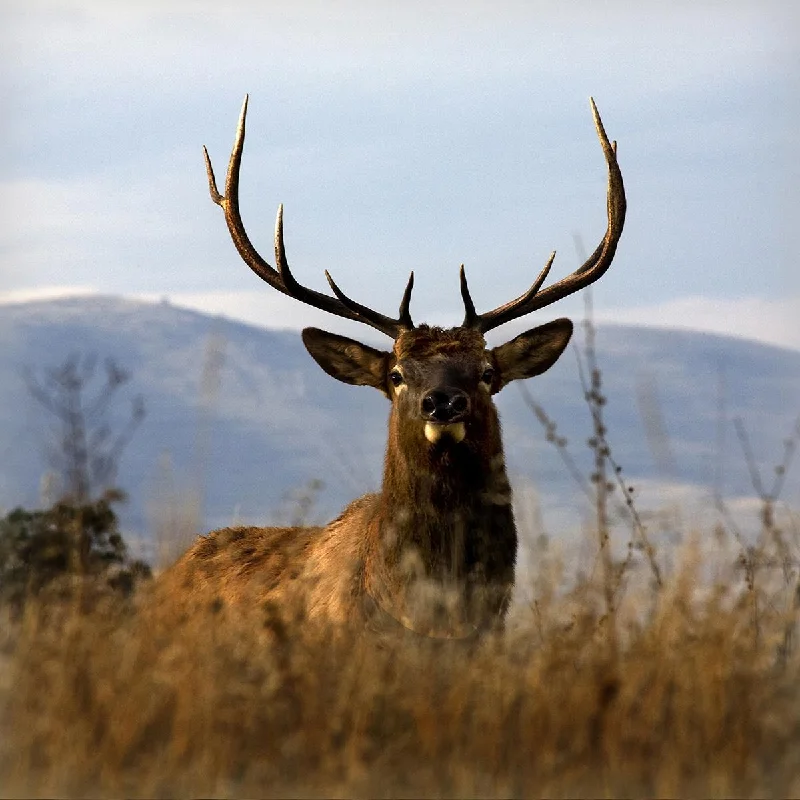 nature-inspired wall decor ideas -Wall Decor for warm corners-Big Elk Charlo By Danita Delimont (Framed) - Light Brown